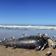 Gulls on a gray whale carcass.